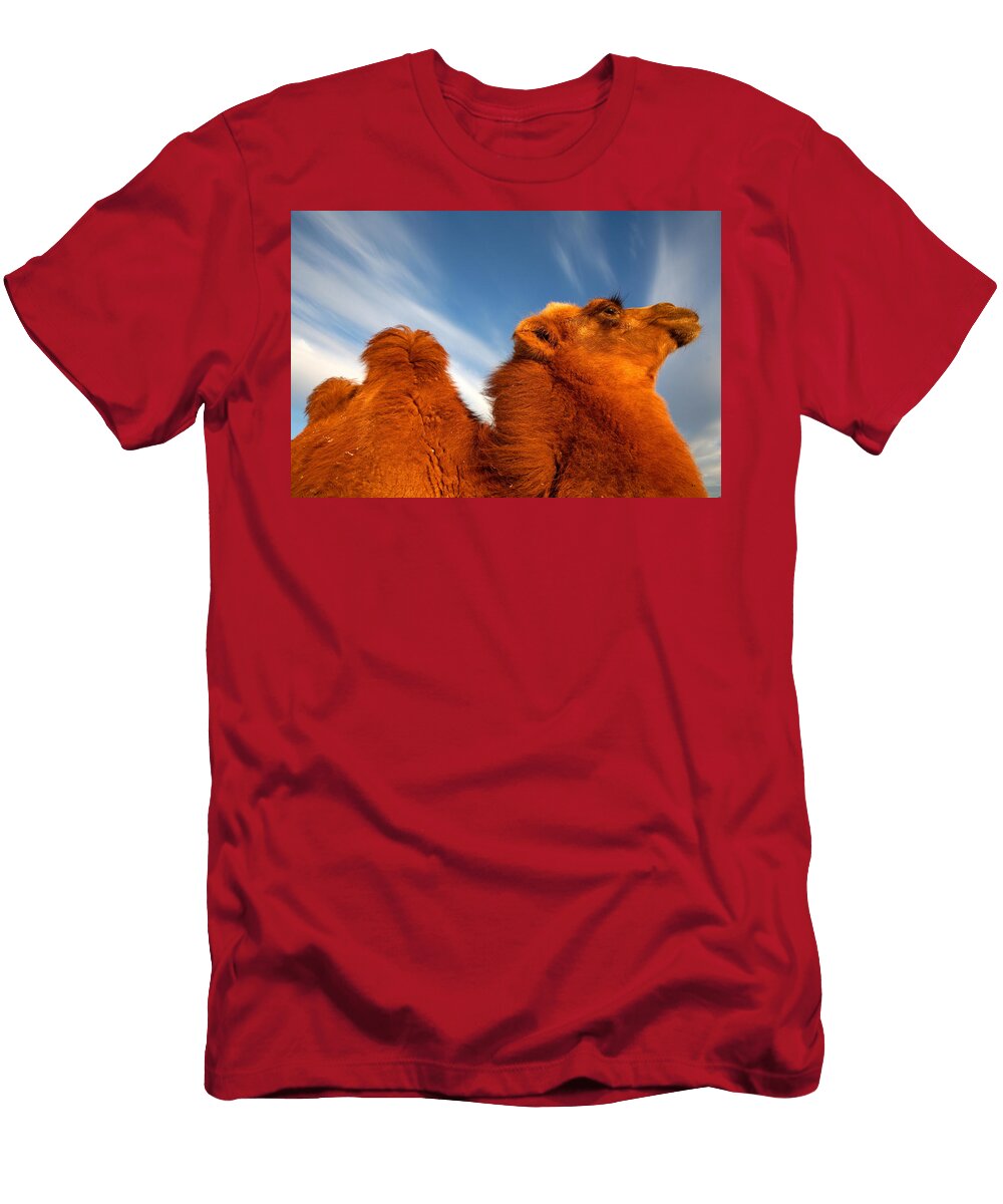 4 Sand Dunes in the Gobi Desert Bactrian David Santiago Garcia T-Shirt