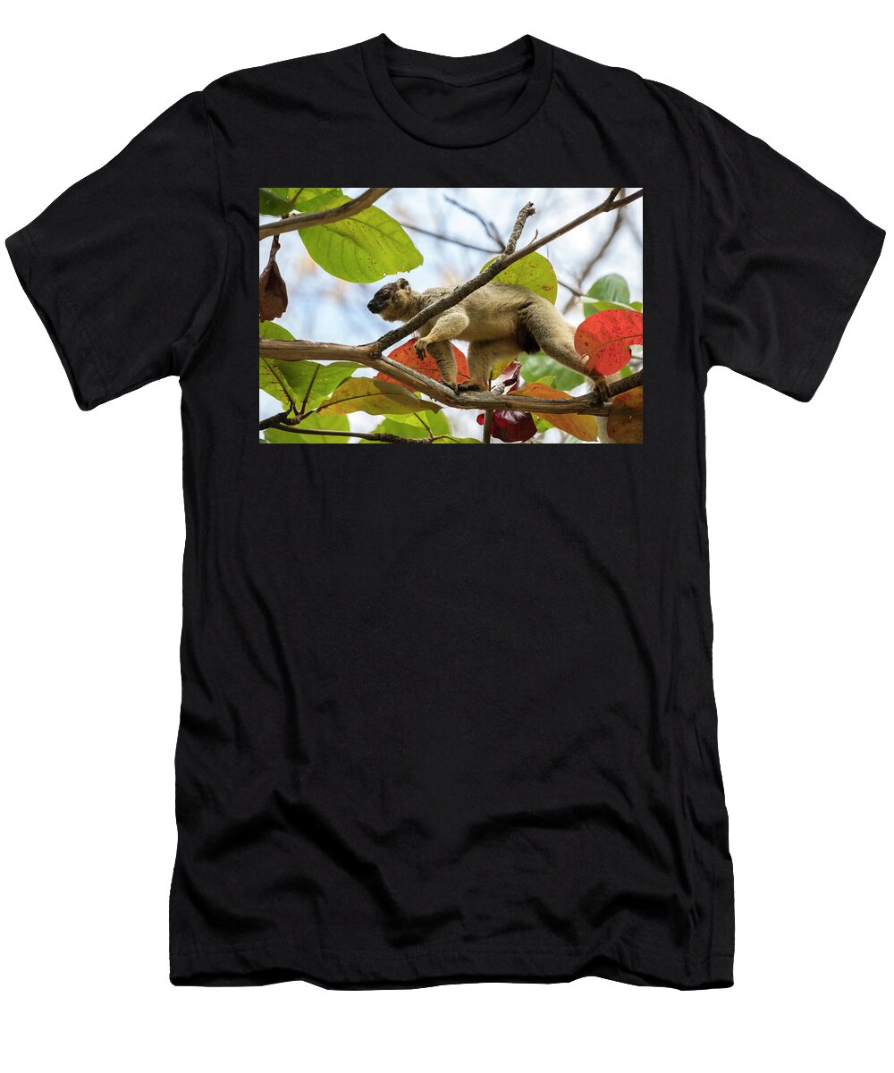 Common Brown Lemur Walking on Branch in Tree Anjajavy David Pattyn Natureplcom T-Shirt