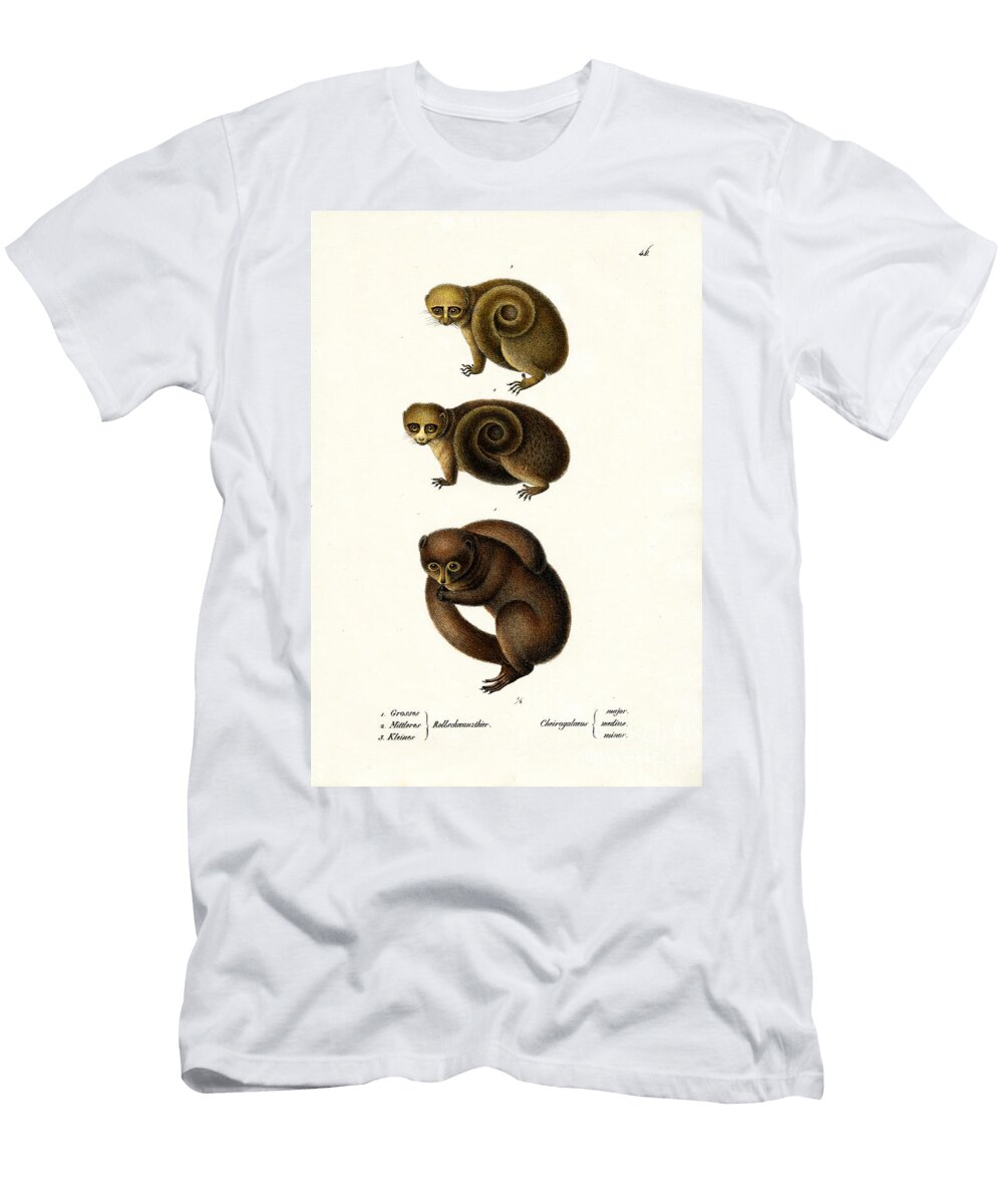 Dwarf Lemur 1824 Karl Joseph Brodtmann T-Shirt