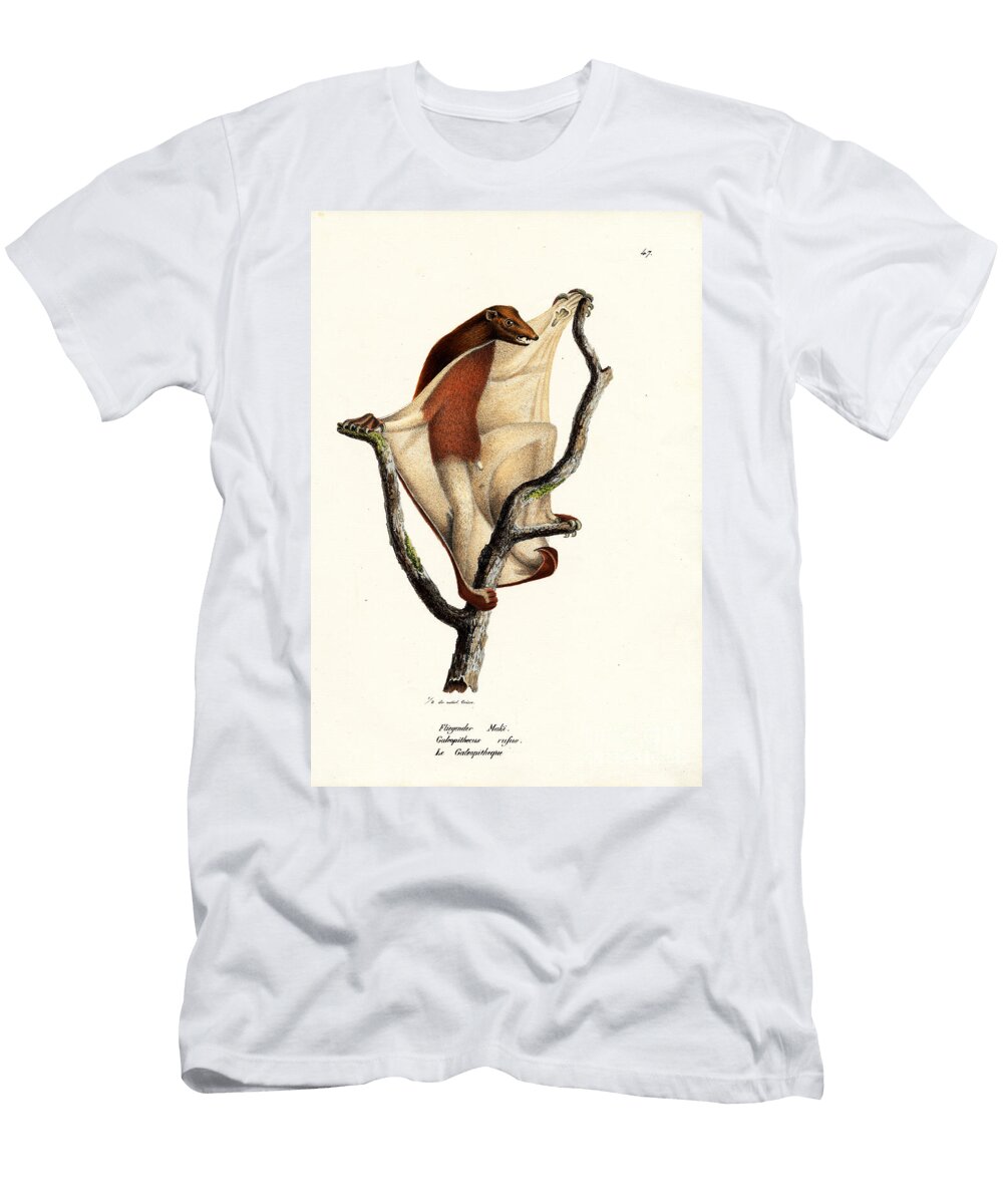 Flying Lemur 1824 Karl Joseph Brodtmann T-Shirt