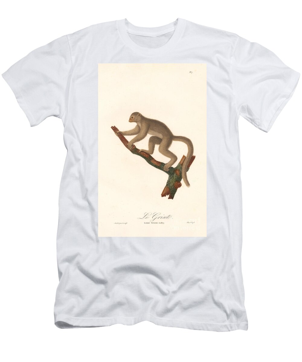 Gray Mouse Lemur Lemur Griseus 1797 Hand Coloured Copperplate Engraving Jean Baptiste Audebert T-Shirt